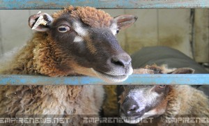 County Fair Sheep Tests Positive For Anthrax
