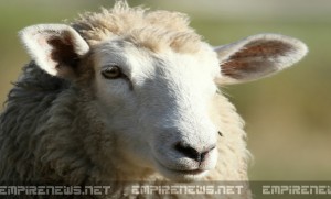 Genetically Modified 'Self-Knitting' Sheep Threaten Wool Industry