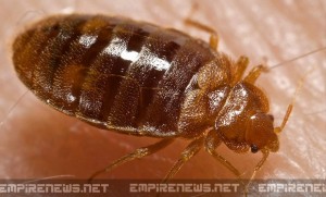 Experts Predict Major Bed Bug Infestation In The U.S. Will Kill Thousands In 2015