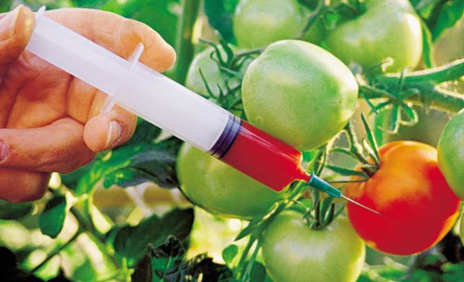 American Public Decide Scientists are Idiots Regarding GMO Foods