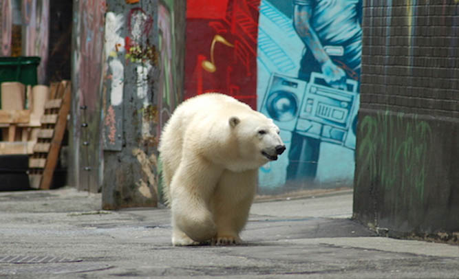 NYC Residents Report Polar Bear Sightings Throughout City