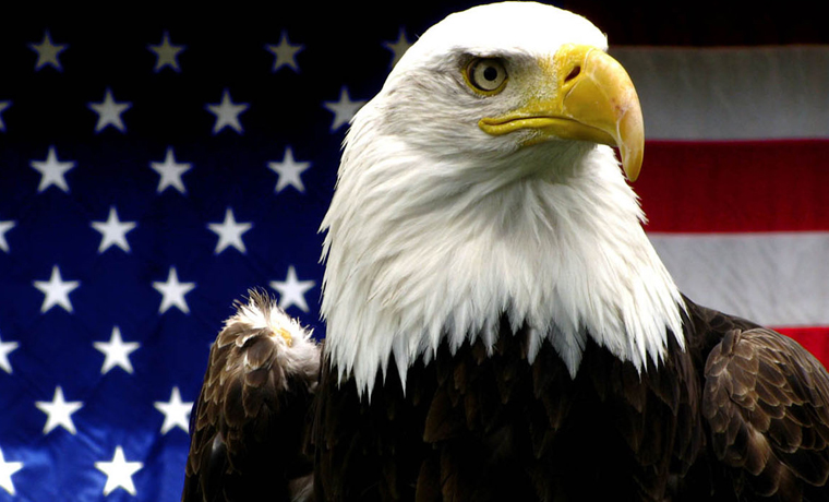 American Bald Eagles Reconsider Extinction After Touring U.S.