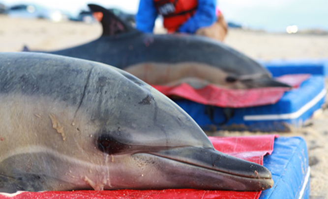Miami Coast Guard Rescues Hundreds of Dolphins Stranded in the Ocean