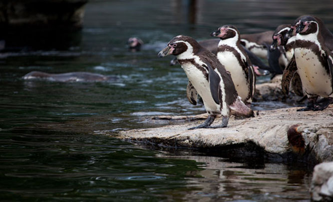 Rehabilitation Center Trains Penguins to Eat With Chopsticks to Enjoy Meals
