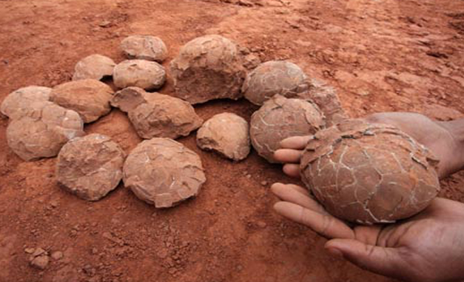 Chinese Road Crew Cook, Eat Dinosaur Eggs Unearthed During Construction